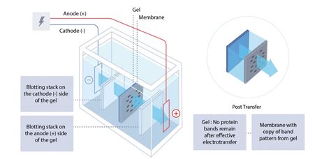 electroblotting protocol protein transfer